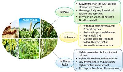 Mainstreaming orphan millets for advancing climate smart agriculture to secure nutrition and health